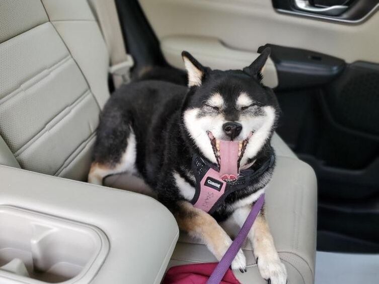 Image of Homeward Bound Services' pet taxi customer. Suki is a Shiba Inu using our ride service in the Greater New Orleans Metro Area. It's like uber for your pet with a trusted pet care professional. 